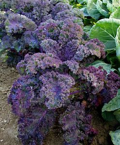 Brassica Oleracea AcephalaScarlet
