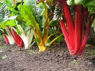 Beta Vulgaris Swiss Chard Multicolor Mix