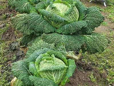 Brassica Oleracea Capita Sabauda Aubervilliers.