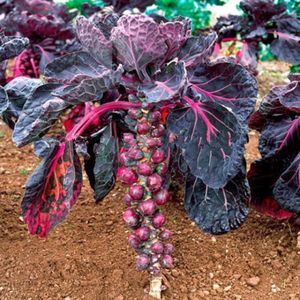Brassica Oleracea Red Sprout