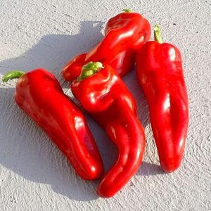 Capsicum Annum „Dulce de Espana.
