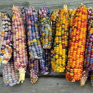 Zea Mays Japonica Amero Mix.