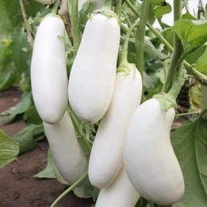 Solanum Melongena Half Long White