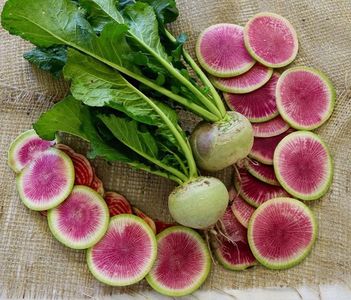 Raphanus Sativus Red Meat