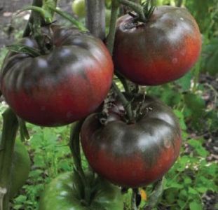Solanum Lycopersicum Black Russian