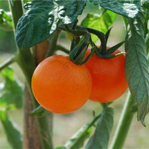 Solanum Lycopersicum Figiel