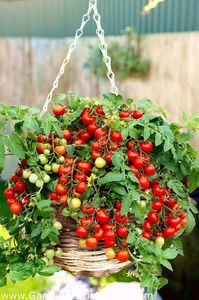 tomate Balkonstar
