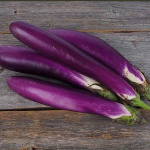 Solanum Melongena Long Purple