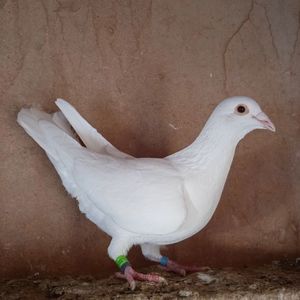 Mascul 23-001....-vandut