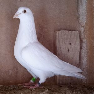 Femela 23-868....-vandut