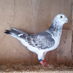 Femela 21-003....-vandut