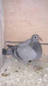 IMG-20240114-WA0013