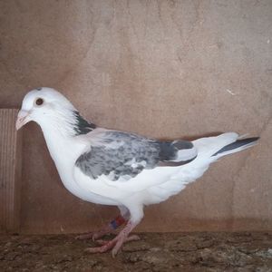 Pui 22-688 GB....-20 lei