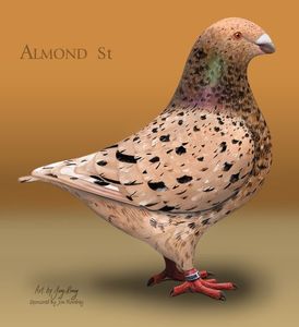 AGH Almond