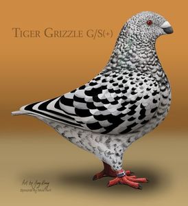 AGH Tiger Grizzle-Randomized
