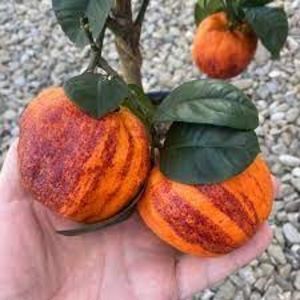 Citrus Arcobal, Orange4