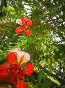 delonix regia; rezista pana la 0grade
