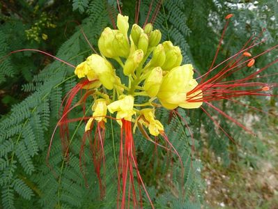 caesalpinia giliesii galbena; rezista pana la -10grade
