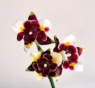 Yaphon Star Diamond 'AN6601'
