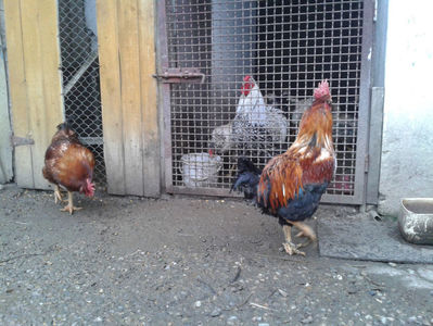 REFORMĂ Cocoși Rezervă Matcă SERIA I 2021  | fotografiați – vineri, ‎15 ‎decembrie ‎2023 — [AMINTIRI