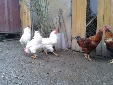 REFORMĂ Cocoși Rezervă Matcă SERIA I 2021  | fotografiați – vineri, ‎15 ‎decembrie ‎2023 — [AMINTIRI