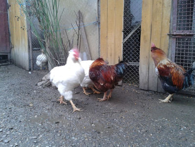 REFORMĂ Cocoși Rezervă Matcă SERIA I 2021  | fotografiați – vineri, ‎15 ‎decembrie ‎2023 — [AMINTIRI