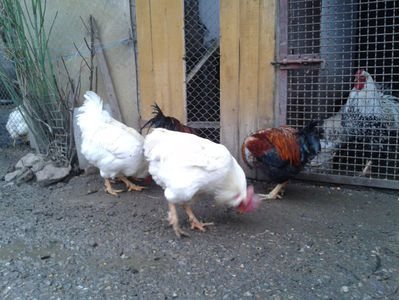 REFORMĂ Cocoși Rezervă Matcă SERIA I 2021  | fotografiați – vineri, ‎15 ‎decembrie ‎2023 — [AMINTIRI