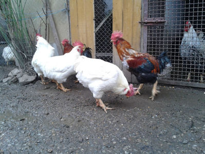 REFORMĂ Cocoși Rezervă Matcă SERIA I 2021  | fotografiați – vineri, ‎15 ‎decembrie ‎2023 — [AMINTIRI