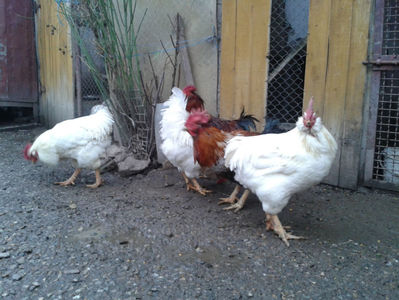 REFORMĂ Cocoși Rezervă Matcă SERIA I 2021  | fotografiați – vineri, ‎15 ‎decembrie ‎2023 — [AMINTIRI