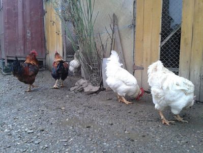 REFORMĂ Cocoși Rezervă Matcă SERIA I 2021  | fotografiați – vineri, ‎15 ‎decembrie ‎2023 — [AMINTIRI