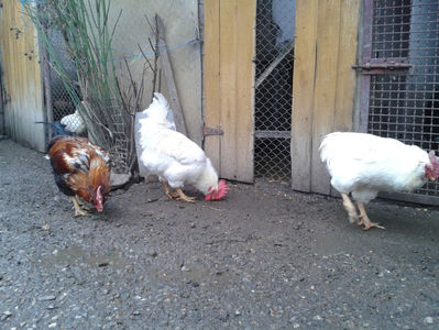 REFORMĂ Cocoși Rezervă Matcă SERIA I 2021  | fotografiați – vineri, ‎15 ‎decembrie ‎2023 — [AMINTIRI