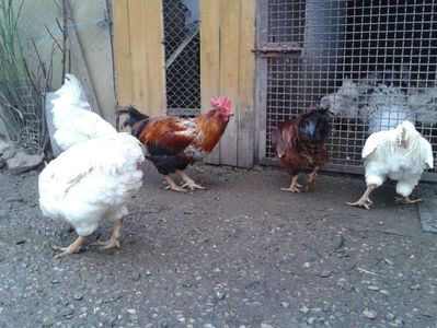 REFORMĂ Cocoși Rezervă Matcă SERIA I 2021  | fotografiați – vineri, ‎15 ‎decembrie ‎2023 — [AMINTIRI