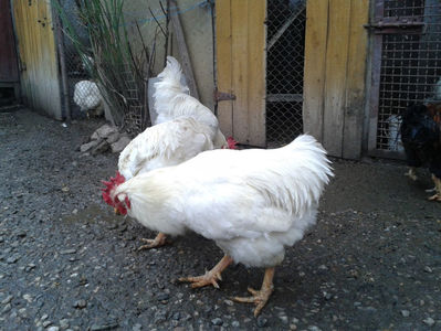 REFORMĂ Cocoși Rezervă Matcă SERIA I 2021  | fotografiați – vineri, ‎15 ‎decembrie ‎2023 — [AMINTIRI