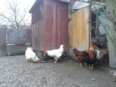 REFORMĂ Cocoși Rezervă Matcă SERIA I 2021  | fotografiați – vineri, ‎15 ‎decembrie ‎2023 — [AMINTIRI