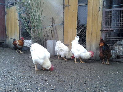 REFORMĂ Cocoși Rezervă Matcă SERIA I 2021  | fotografiați – vineri, ‎15 ‎decembrie ‎2023 — [AMINTIRI
