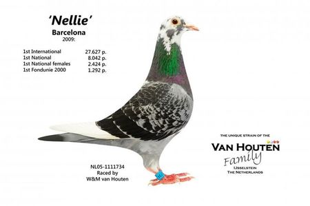 Nellie  NL05-1111734.