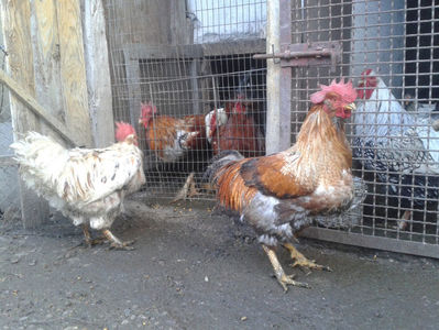 REFORMĂ Cocoși Rezervă Matcă SERIA II 2021 în Decembrie 2023 — [AMINTIRI]; (cântăriți – marți, ‎12 ‎decembrie ‎2023 | fotografiați – sâmbătă, ‎16 ‎decembrie ‎2023)
