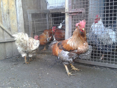 REFORMĂ Cocoși Rezervă Matcă SERIA II 2021 în Decembrie 2023 — [AMINTIRI]; Porumbac II = 5,100 kg.
Splash II = 4,655 kg.
(cântăriți – marți, ‎12 ‎decembrie ‎2023 | fotografiați – sâmbătă, ‎16 ‎decembrie ‎2023)
