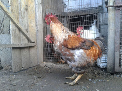 REFORMĂ Cocoși Rezervă Matcă SERIA II 2021 în Decembrie 2023 — [AMINTIRI]; Porumbac II = 5,100 kg.
Splash II = 4,655 kg.
(cântăriți – marți, ‎12 ‎decembrie ‎2023 | fotografiați – sâmbătă, ‎16 ‎decembrie ‎2023)
