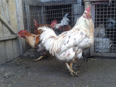 REFORMĂ Cocoși Rezervă Matcă SERIA II 2021 în Decembrie 2023 — [AMINTIRI]; Porumbac II = 5,100 kg.
Splash II = 4,655 kg.
(cântăriți – marți, ‎12 ‎decembrie ‎2023 | fotografiați – sâmbătă, ‎16 ‎decembrie ‎2023)
