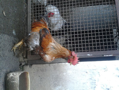 ; Porumbac II = 5,100 kg.
Splash II = 4,655 kg.
(cântăriți – marți, ‎12 ‎decembrie ‎2023 | fotografiați – sâmbătă, ‎16 ‎decembrie ‎2023)
