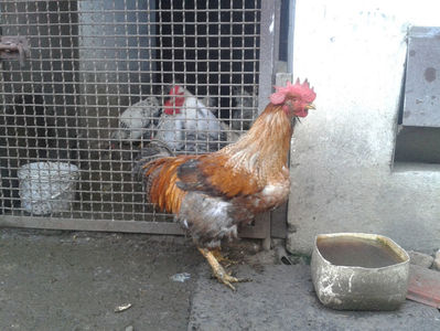 ; Porumbac II = 5,100 kg.
Splash II = 4,655 kg.
(cântăriți – marți, ‎12 ‎decembrie ‎2023 | fotografiați – sâmbătă, ‎16 ‎decembrie ‎2023)

