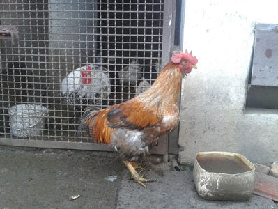 ; Porumbac II = 5,100 kg.
Splash II = 4,655 kg.
(cântăriți – marți, ‎12 ‎decembrie ‎2023 | fotografiați – sâmbătă, ‎16 ‎decembrie ‎2023)
