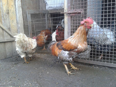 ; Porumbac II = 5,100 kg.
Splash II = 4,655 kg.
(cântăriți – marți, ‎12 ‎decembrie ‎2023 | fotografiați – sâmbătă, ‎16 ‎decembrie ‎2023)
