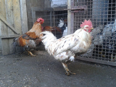 ; Porumbac II = 5,100 kg.
Splash II = 4,655 kg.
(cântăriți – marți, ‎12 ‎decembrie ‎2023 | fotografiați – sâmbătă, ‎16 ‎decembrie ‎2023)
