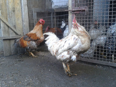 ; Porumbac II = 5,100 kg.
Splash II = 4,655 kg.
(cântăriți – marți, ‎12 ‎decembrie ‎2023 | fotografiați – sâmbătă, ‎16 ‎decembrie ‎2023)
