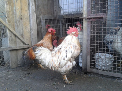 ; Porumbac II = 5,100 kg.
Splash II = 4,655 kg.
(cântăriți – marți, ‎12 ‎decembrie ‎2023 | fotografiați – sâmbătă, ‎16 ‎decembrie ‎2023)
