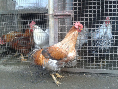 ; Porumbac II = 5,100 kg.
Splash II = 4,655 kg.
(cântăriți – marți, ‎12 ‎decembrie ‎2023 | fotografiați – sâmbătă, ‎16 ‎decembrie ‎2023)
