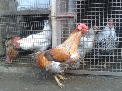 ; Porumbac II = 5,100 kg.
Splash II = 4,655 kg.
(cântăriți – marți, ‎12 ‎decembrie ‎2023 | fotografiați – sâmbătă, ‎16 ‎decembrie ‎2023)
