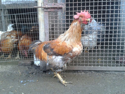 ; Porumbac II = 5,100 kg.
Splash II = 4,655 kg.
(cântăriți – marți, ‎12 ‎decembrie ‎2023 | fotografiați – sâmbătă, ‎16 ‎decembrie ‎2023)

